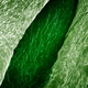 Imagen para el artículo titulado El mundo visto bajo el microscopio parece ciencia-ficción